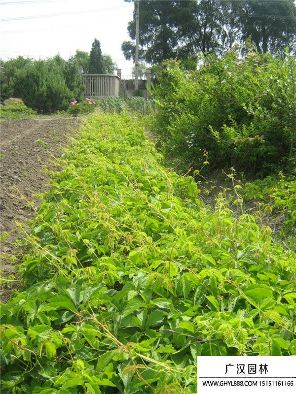 五葉地錦 (6).jpg 五葉地錦 (6).jpg