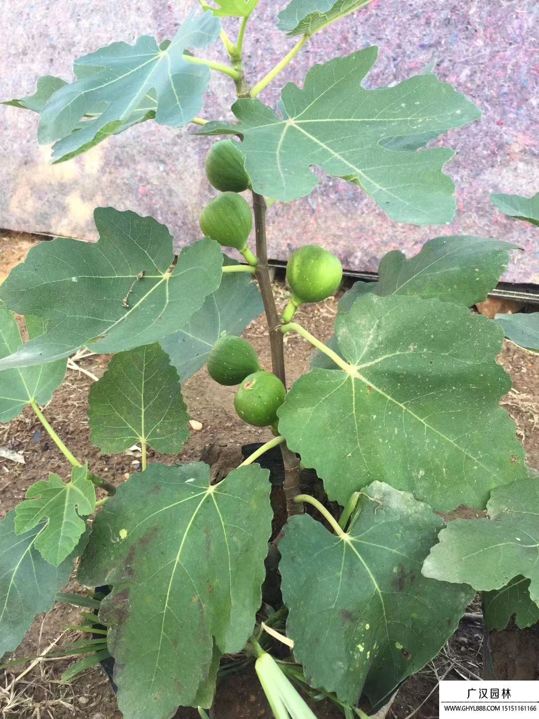 無(wú)花果 無(wú)花果