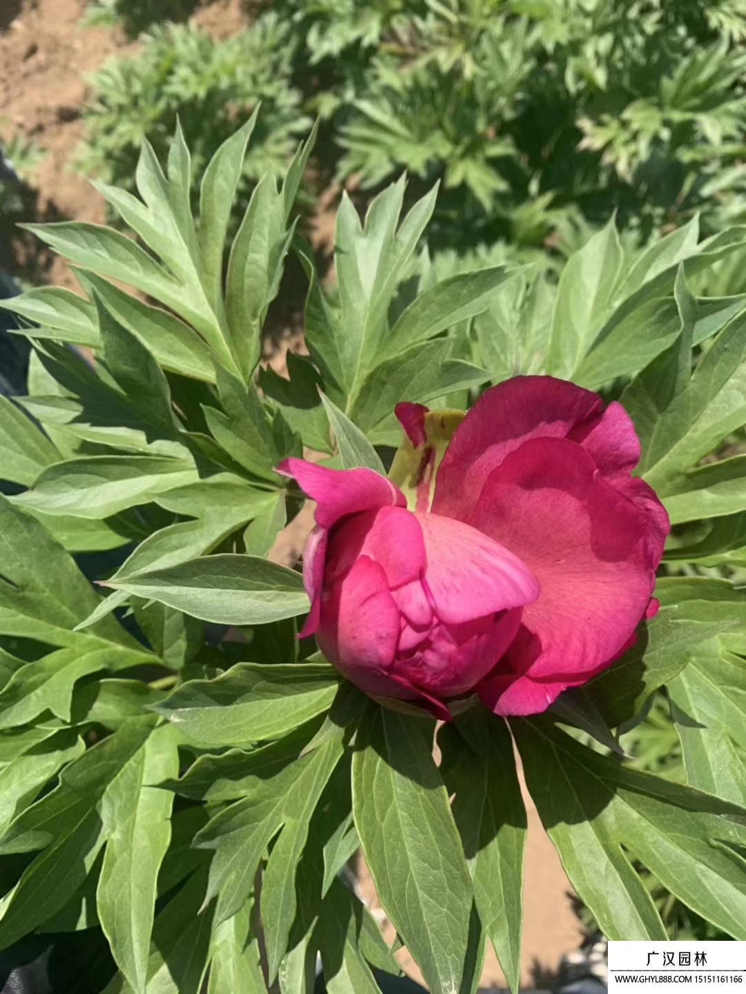 朱麗葉玫瑰 朱麗葉玫瑰