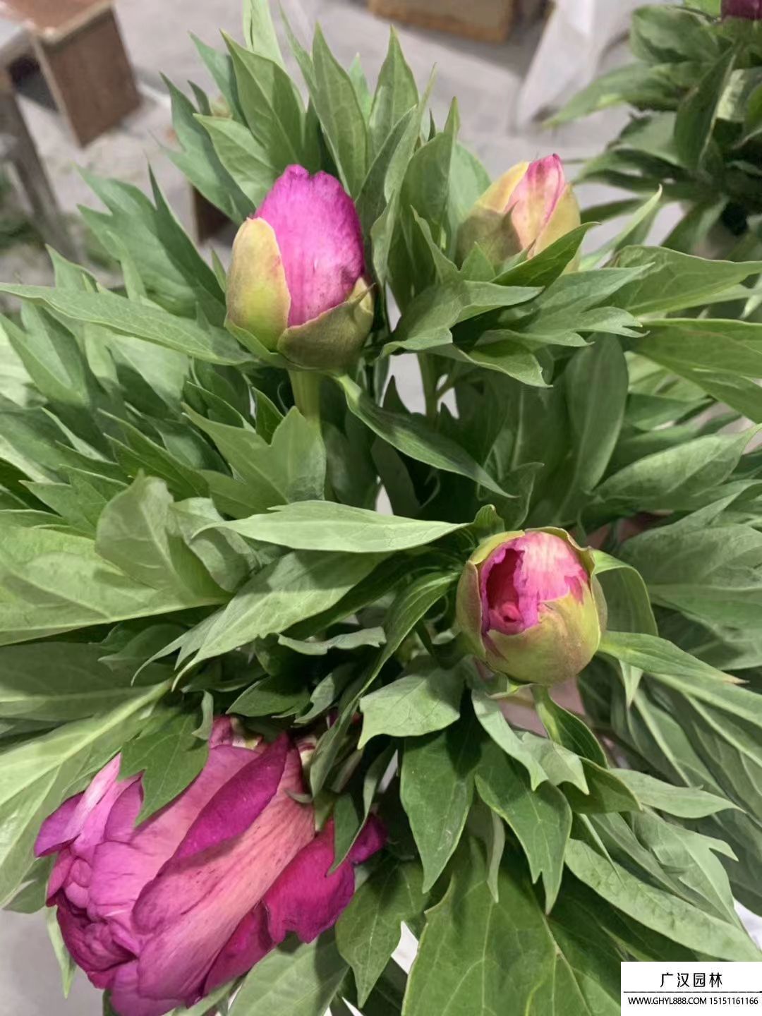 朱麗葉玫瑰 朱麗葉玫瑰