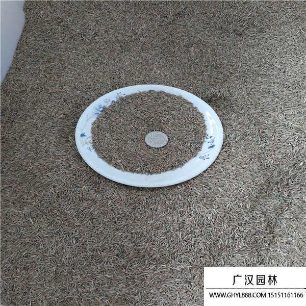 黑麥草種子 黑麥草種子