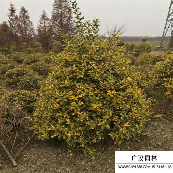 黃金枸骨球 黃金枸骨球