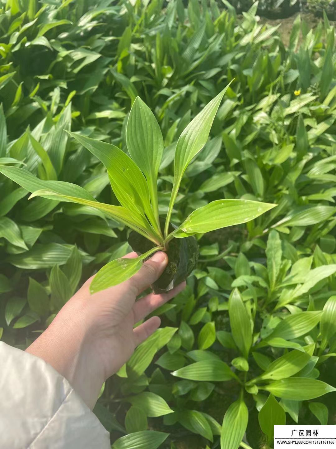 紫花玉簪 紫花玉簪