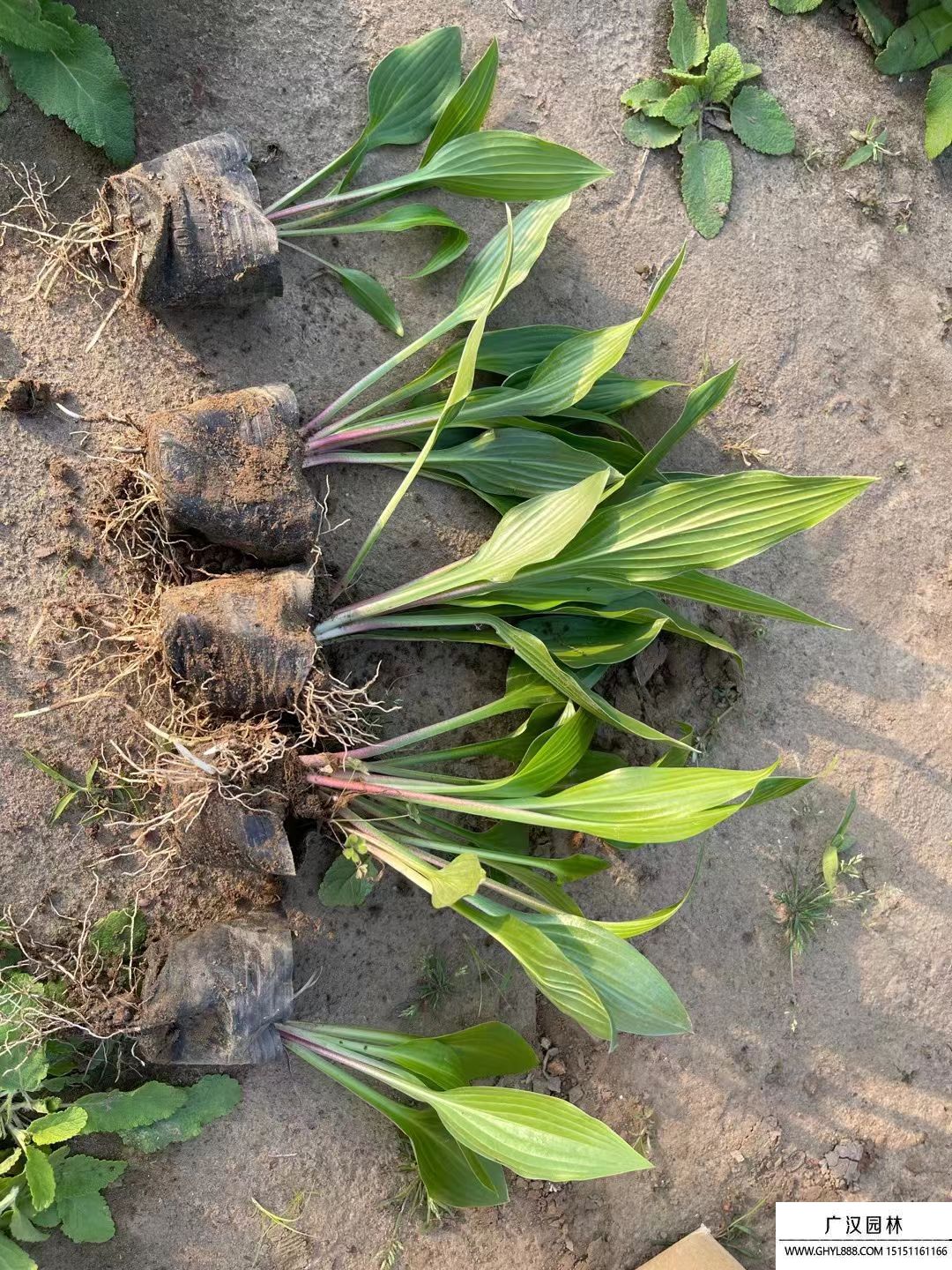 紫花玉簪 紫花玉簪