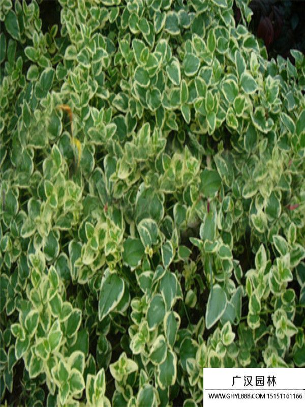 金邊扶芳藤 金邊扶芳藤