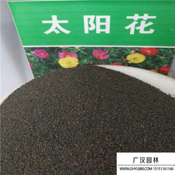 太陽花種子 太陽花種子