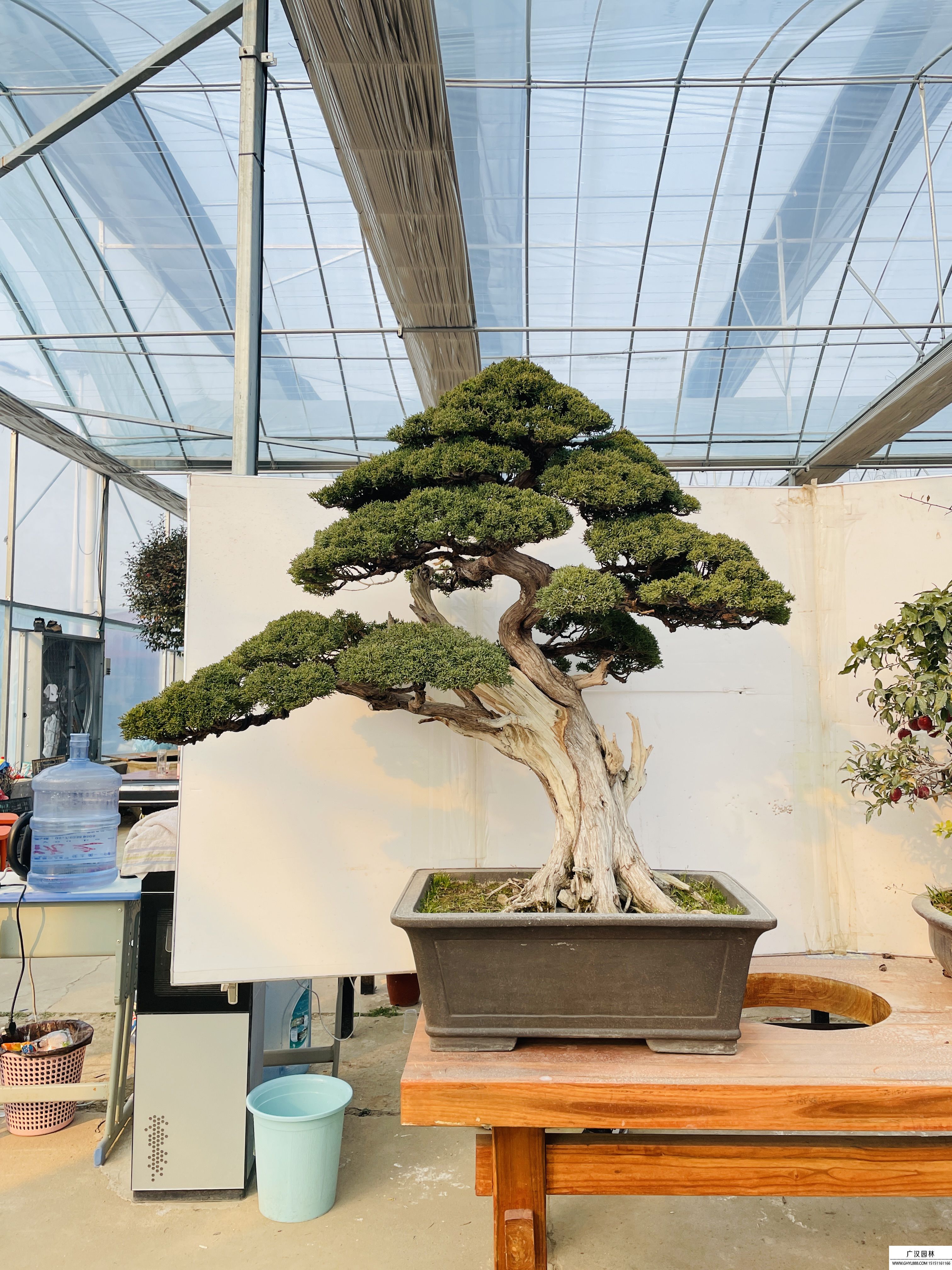 濟(jì)州真柏盆景