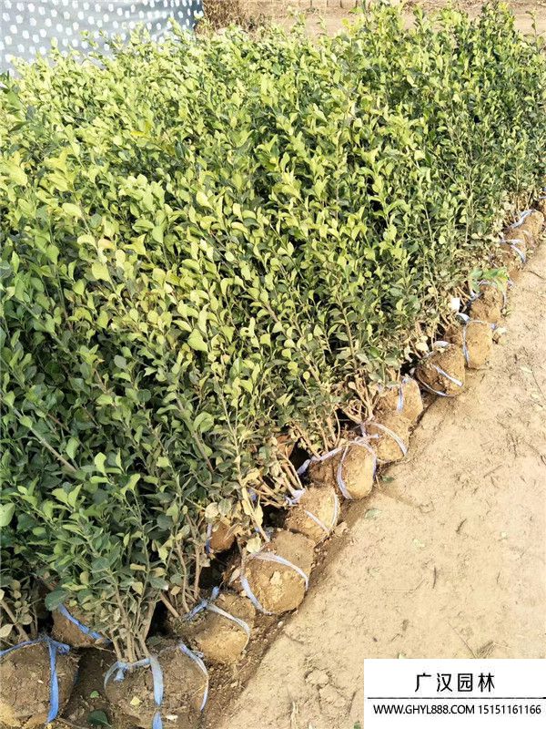 衛(wèi)矛工程苗 衛(wèi)矛工程苗