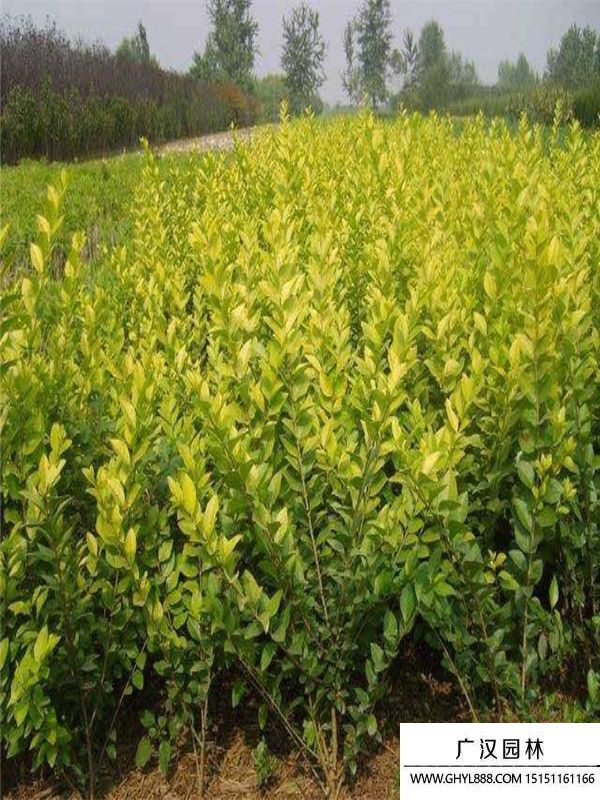 金葉女貞 金葉女貞