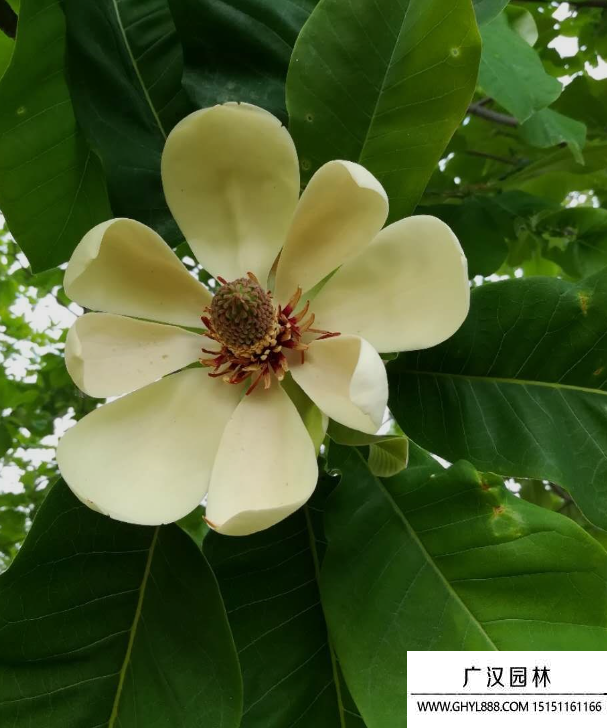 日本厚樸 日本厚樸