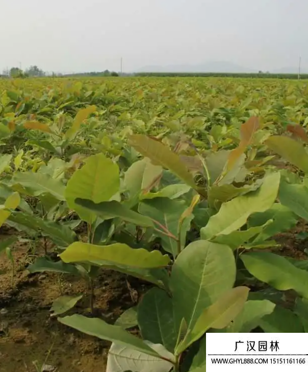 日本厚樸 日本厚樸