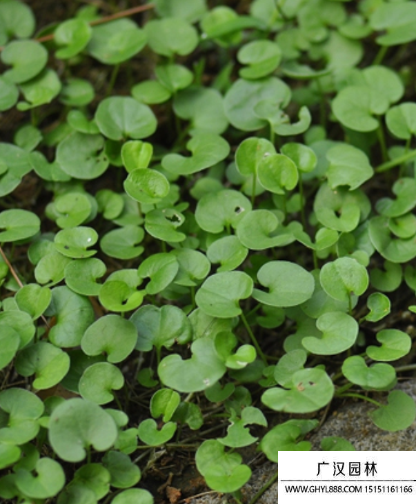 金錢(qián)草 金錢(qián)草