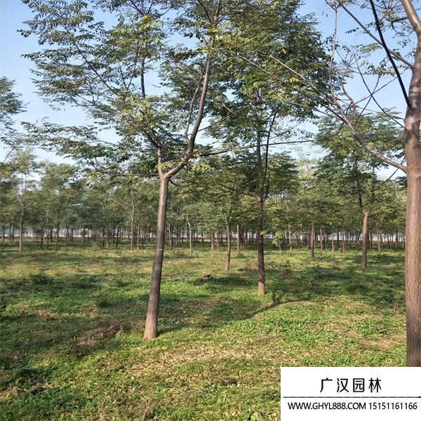 練樹(shù) 練樹(shù)