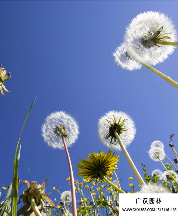蒲公英 蒲公英