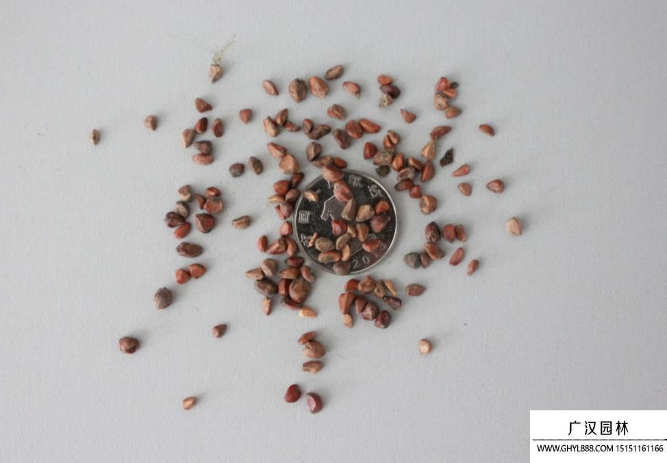 玫瑰種子.jpg 玫瑰種子.jpg