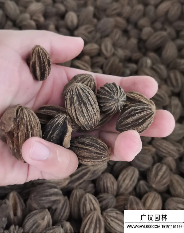 珙桐種子 珙桐種子