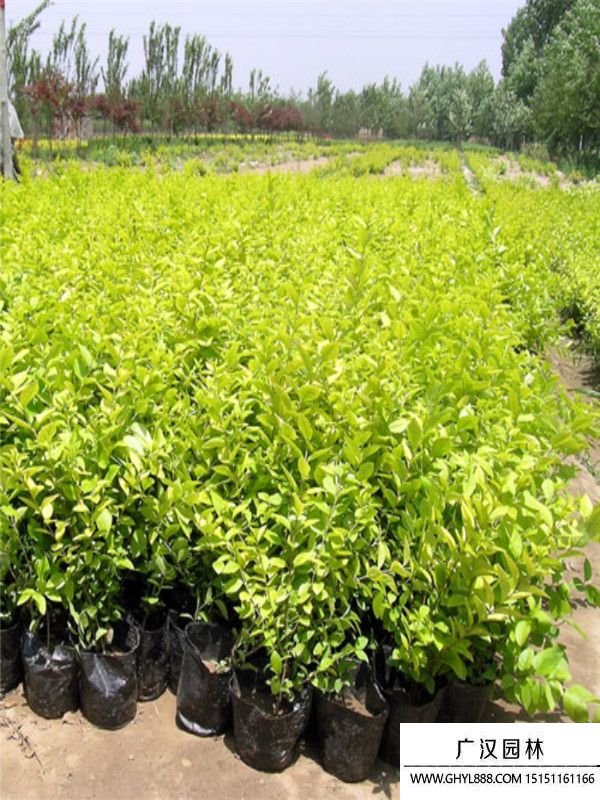 金葉女貞2.jpg 金葉女貞2.jpg