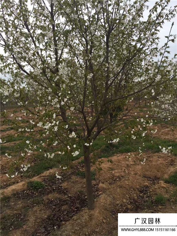 櫻花 (1).jpg 櫻花 (1).jpg