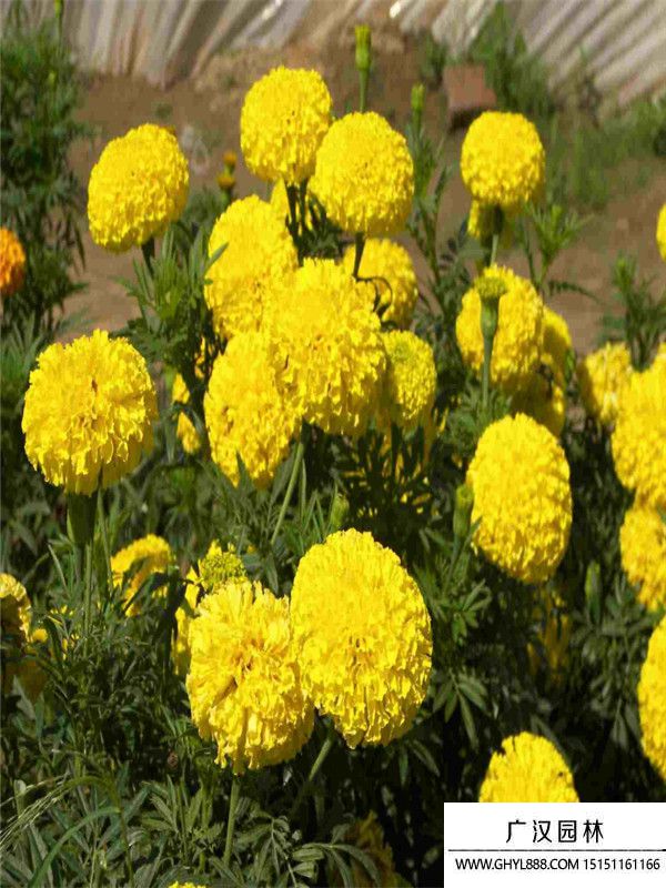 萬壽菊.jpg 萬壽菊.jpg