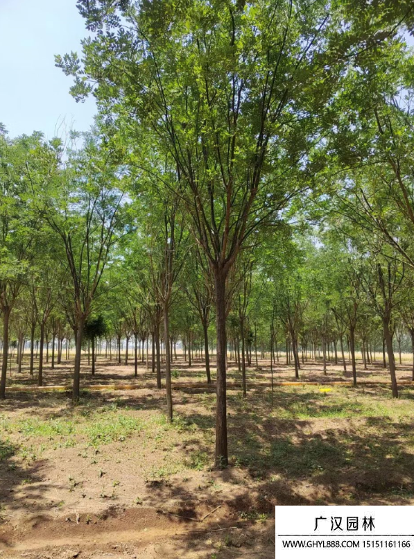 槐樹(shù) 槐樹(shù)