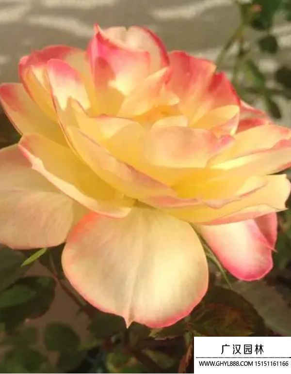 變色玫瑰 變色玫瑰