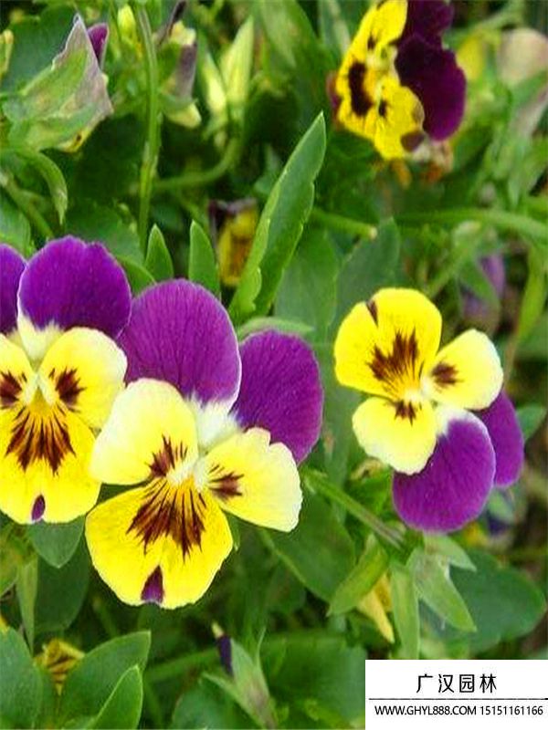 角堇 (10).jpg 角堇 (10).jpg