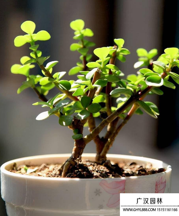 金枝玉葉 金枝玉葉