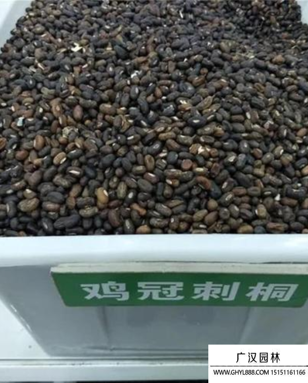 雞冠刺桐種子 雞冠刺桐種子