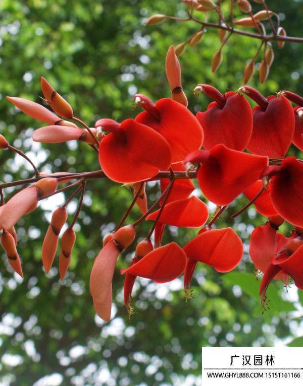 雞冠刺桐 雞冠刺桐