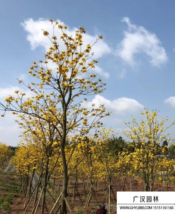 黃花風(fēng)鈴木 黃花風(fēng)鈴木