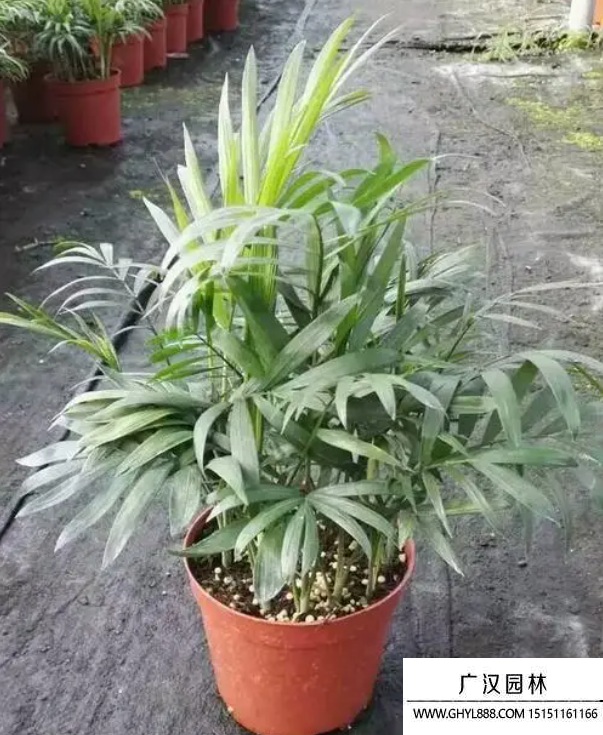 袖珍椰子 袖珍椰子