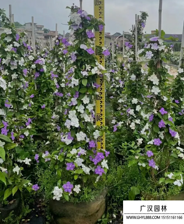 雙色茉莉 雙色茉莉