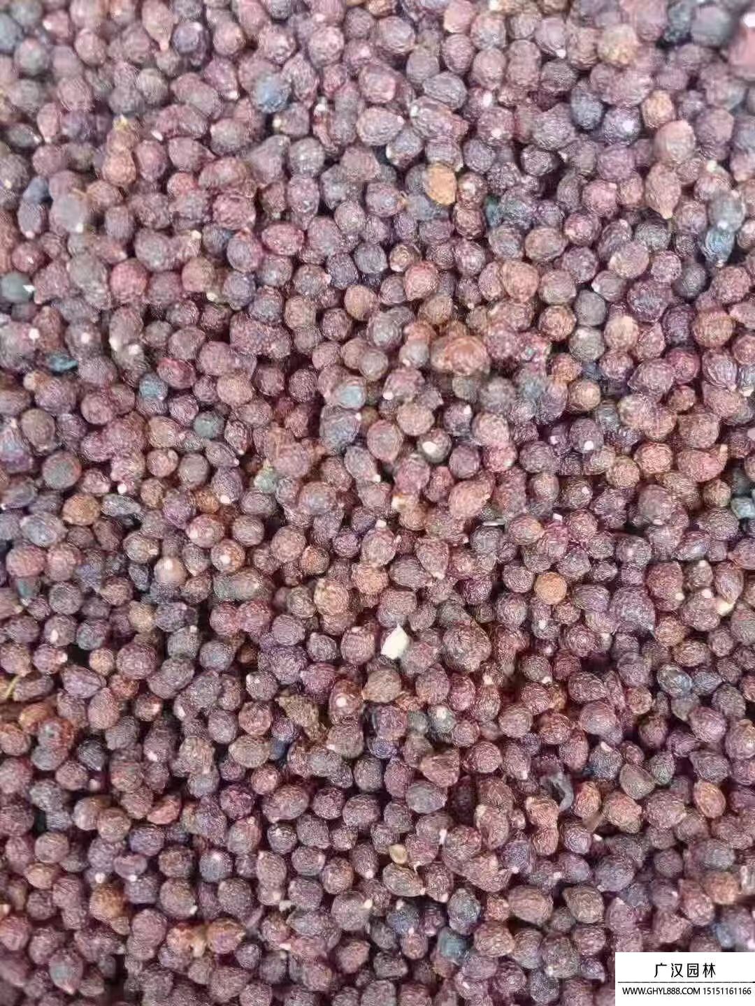 菖蒲種子 菖蒲種子