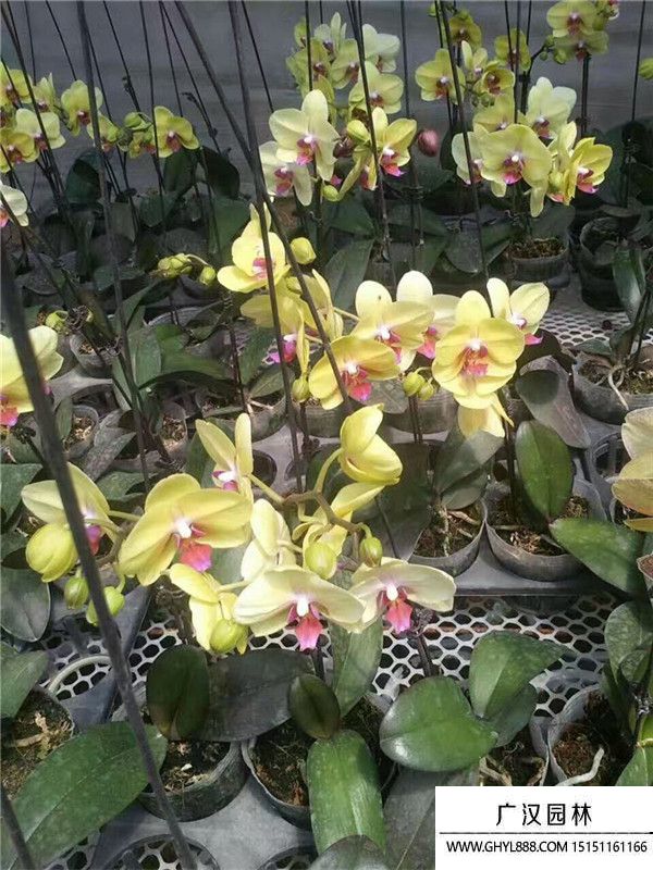 蝴蝶蘭._副本.jpg 蝴蝶蘭._副本.jpg