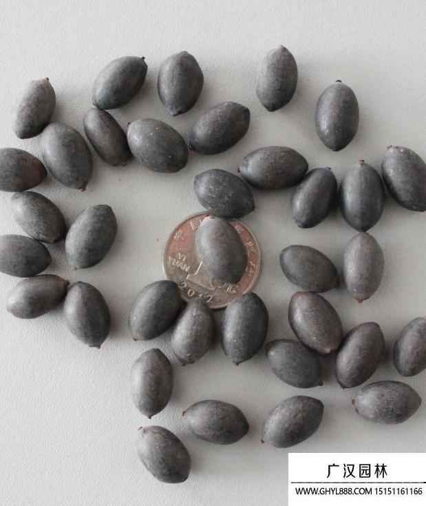 碗蓮種子 碗蓮種子