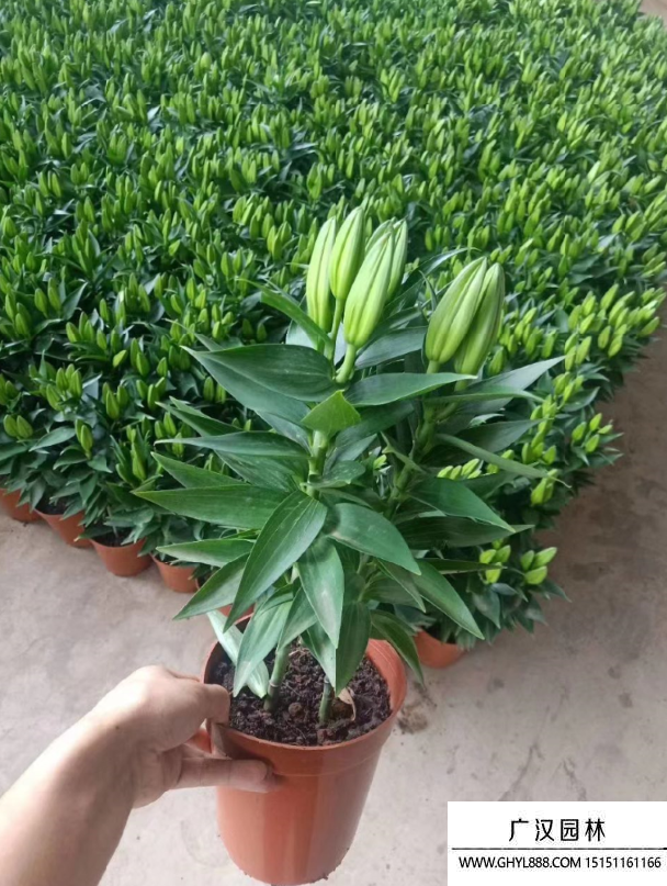 香水百合 香水百合