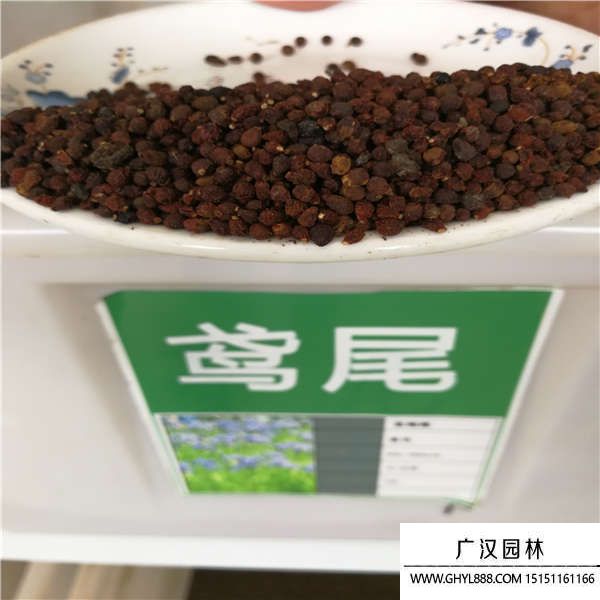 鳶尾種子 鳶尾種子