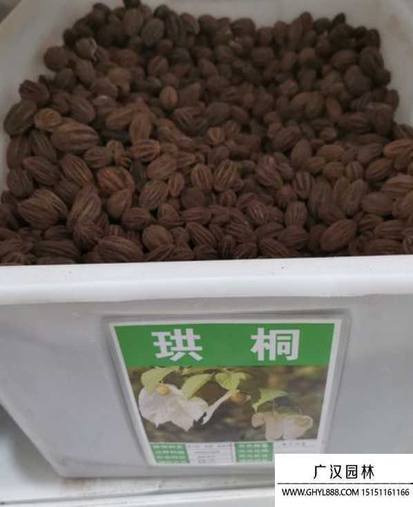 珙桐種子 珙桐種子