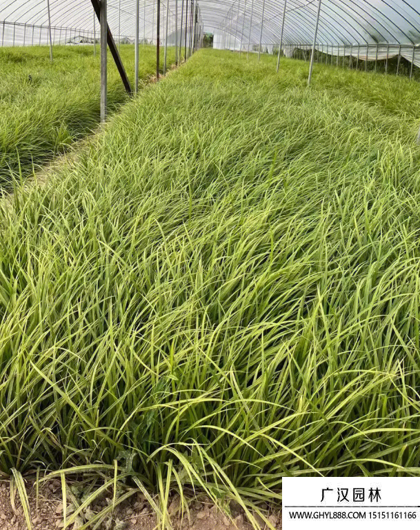 嶗峪苔草 嶗峪苔草