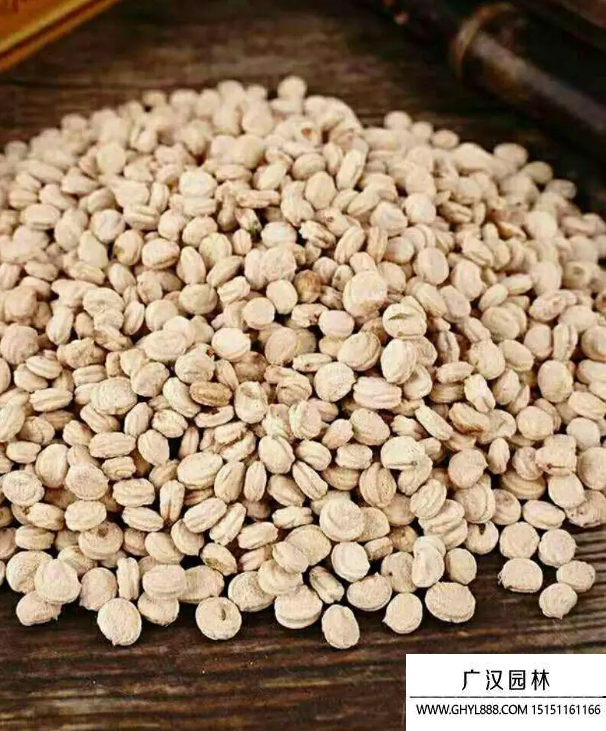 人參種子 人參種子