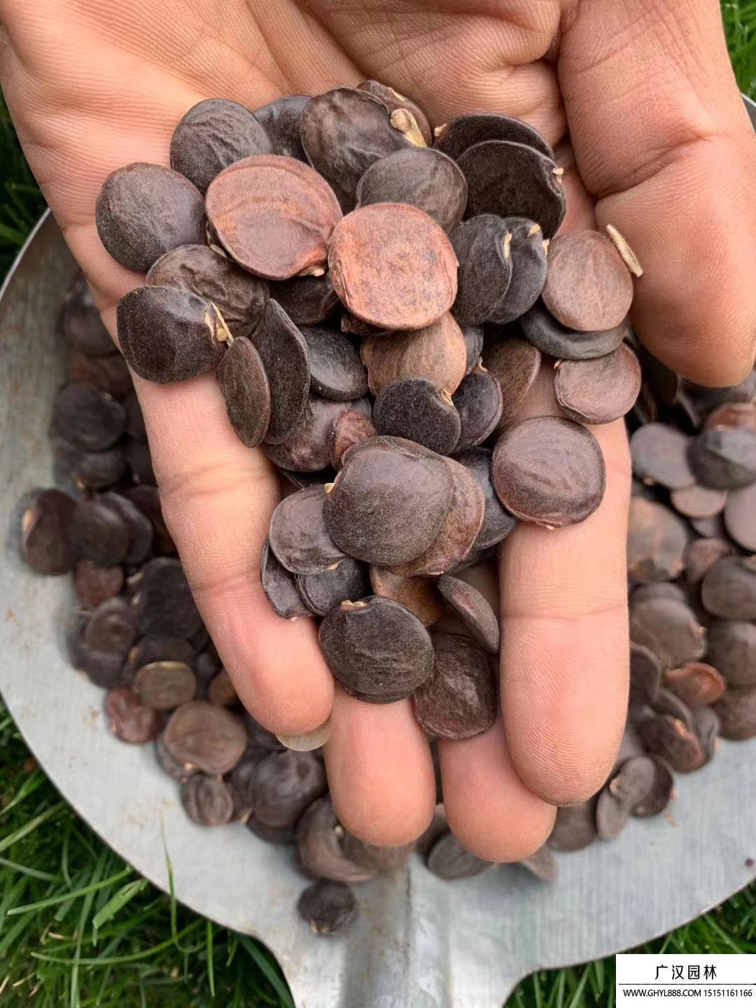 紫藤花種子 紫藤花種子