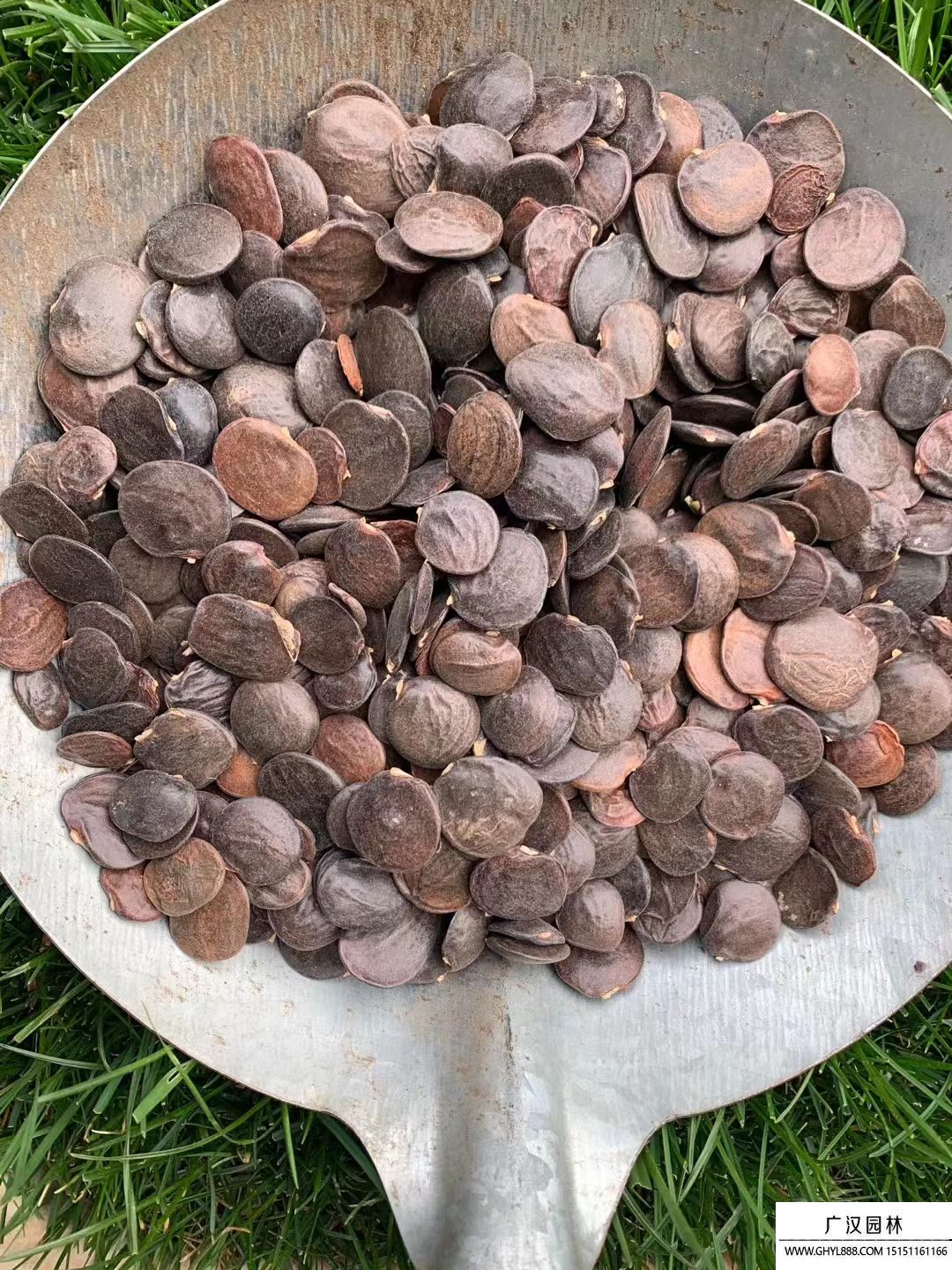 紫藤花種子 紫藤花種子