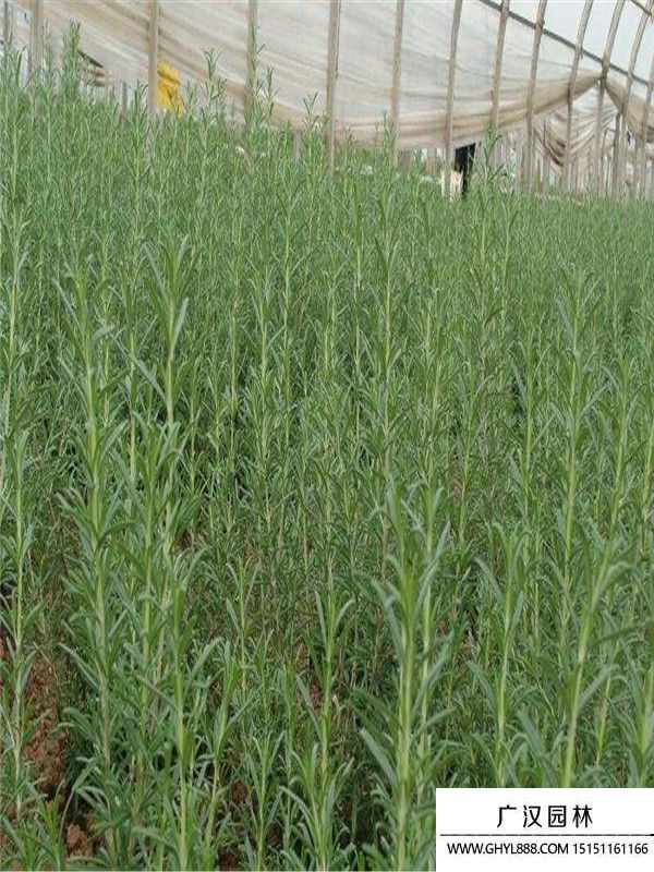 迷迭香6_副本.jpg 迷迭香6_副本.jpg