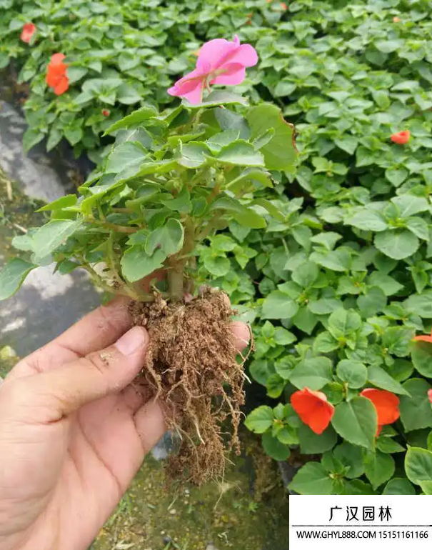 五彩鳳仙 五彩鳳仙