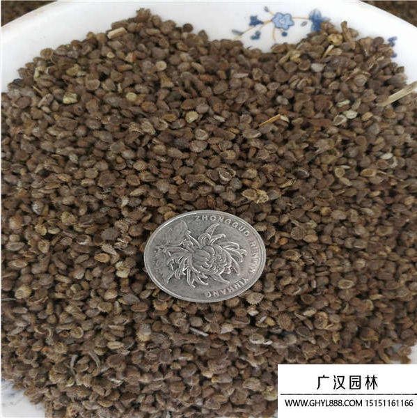 勿忘我種子 勿忘我種子