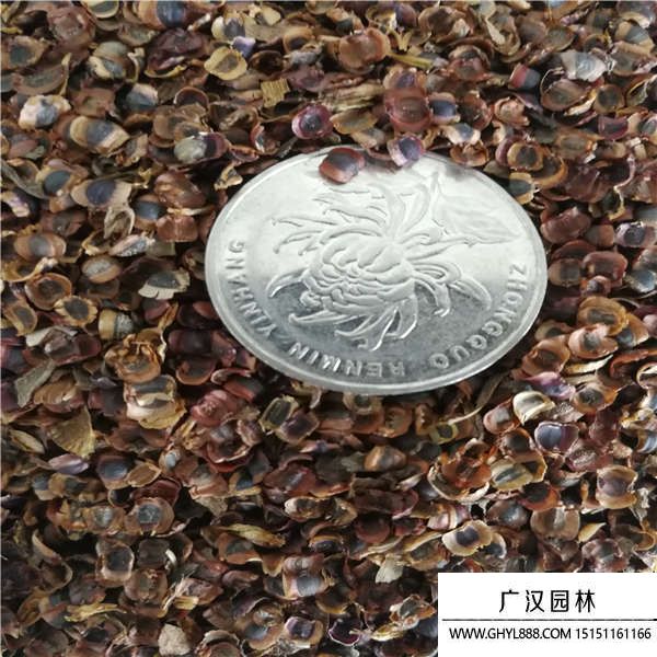 金雞菊種子 金雞菊種子