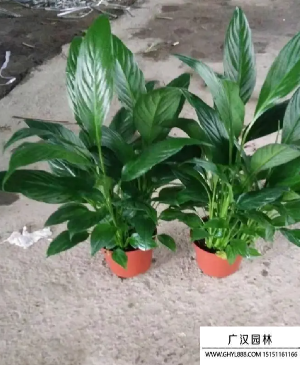 一帆風(fēng)順 一帆風(fēng)順