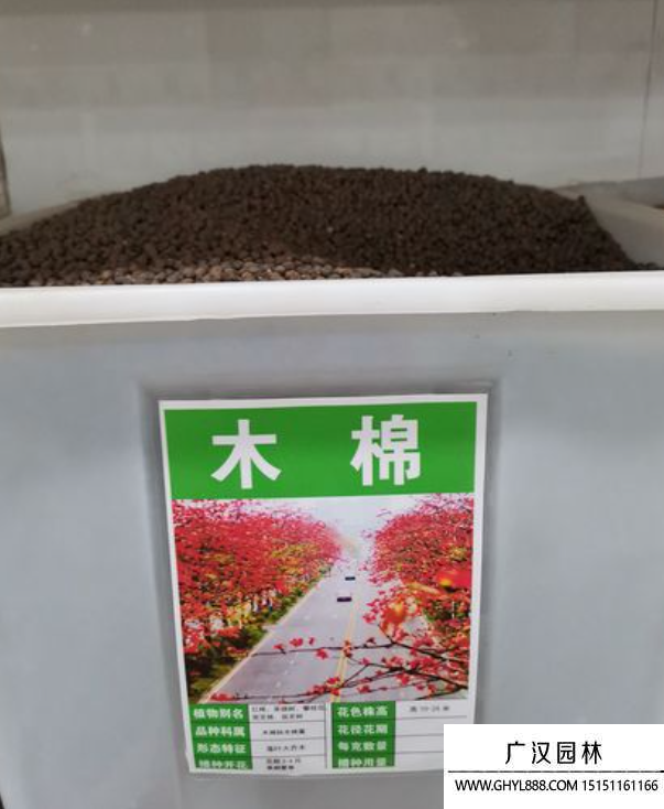 木棉種子 木棉種子