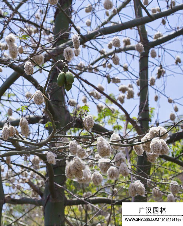 木棉種子 木棉種子