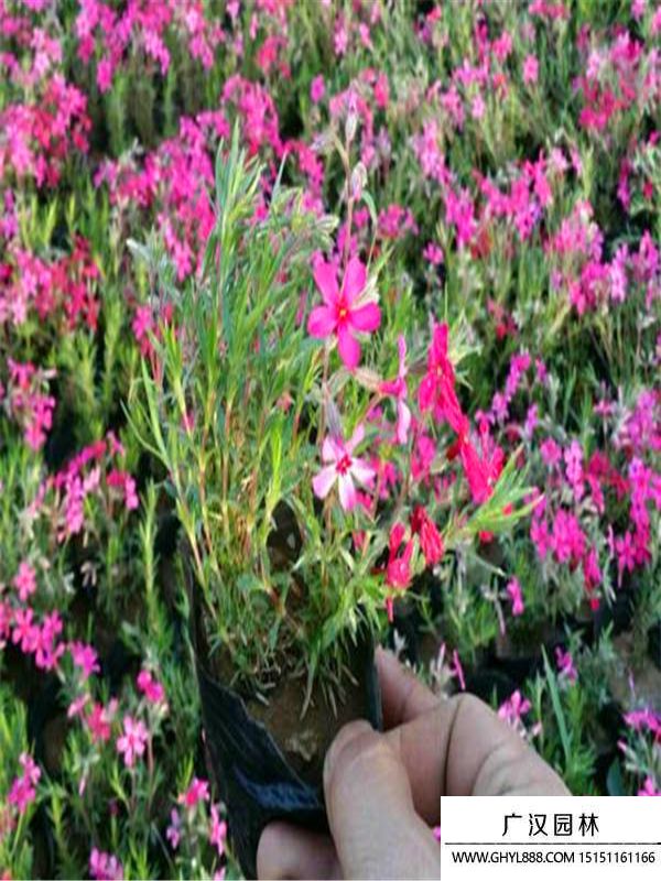 滿天星.jpg 滿天星.jpg